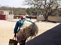 Woman carrying dried sisal fibers (Berenty)