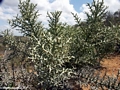 Didiereaceae (Berenty)