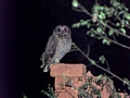 Ambositra owl (Ambositra)