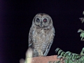 Ambositra owl  (Ambositra)