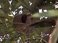 Bamboo Lemur Ranomafana (Ranomafana )