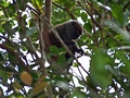 Ranomafana lemur  (Ranomafana )