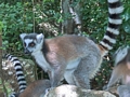 Ringtailed Lemur Anja  (Ambalavao)