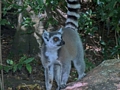 Ringtailed Lemur Anja  (Ambalavao)
