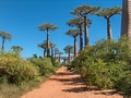 avenue de baobabs  (Morondava)