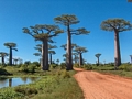avenue de baobabs  (Morondava)
