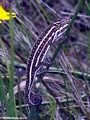 Furcifer lateralis chameleon near Ifasina (Ifasina / Antoetra)