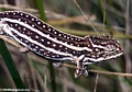 Jeweled Chameleon (Furcifer lateralis) (Ifasina / Antoetra)