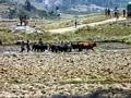Zebu cattle plowing rice paddies near Antoetra (Ifasina / Antoetra)