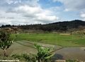 Rice paddies near Tana (RN7)