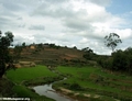 Rice paddies near Antananarivo (RN7)