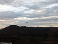 Pied crow flying above Isalo (Isalo)
