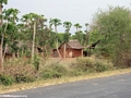 Hut in papaya trees (Isalo)