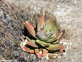 Aloe isaloensis (Isalo)