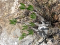 Pachypodium rosulatum (Isalo)