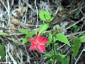Magenta flower (Isalo)