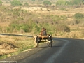 Zebu cart on road from Isalo (Isalo)