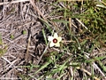 White flower in Isalo (Isalo)