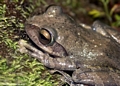 Frog in Isalo (Isalo)
