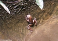Dyscophus sp. Frog in Isalo (Isalo)