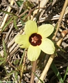 Yelllow flower in Isalo (Isalo)