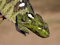 Bright green Jeweled chameleon near Isalo (Isalo)