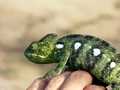 Bright green Jeweled chameleon (Furcifer lateralis) near Isalo (Isalo)
