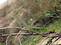 Bright green Furcifer lateralis chameleon (Isalo)