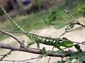 Green Furcifer lateralis chameleon near Isalo (Isalo)