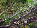 Bright green Furcifer lateralis chameleon near Isalo (Isalo)