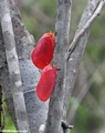 Adult Phromnia rosea (Isalo)