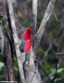 Phromnia rosea (adult) (Isalo)