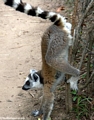 Ring-tailed lemur marking territory (Isalo)