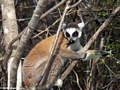 Ring-tailed lemur in Isalo National Park tree (Isalo)