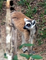 Ring-tail lemur in Isalo National Park (Isalo)