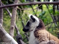 Ringtailed lemur in Isalo National Park (Isalo)