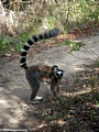 Mother ring-tailed lemur with baby in Isalo N.P. (Isalo)
