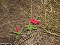 Rosy periwinkle flower (Isalo)