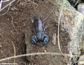 Fat black scorpion (Isalo)