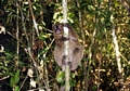 Hapalemur simus Lemur in Ranomafana (Ranomafana)