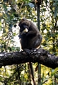 Greater Bamboo (Hapalemur simus) Lemur in Ranomafana (Ranomafana)
