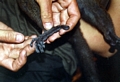 Hapalemur griseus hands (Ranomafana)