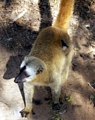 Red-fronted brown lemur with baby (Kirindy)