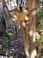 Red-fronted brown lemur in tree (Kirindy)