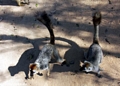 Pair of Red-fronted brown lemurs on ground (Kirindy)