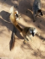 Standing Red-fronted brown lemurs (Kirindy)