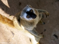 Begging red-fronted brown lemur (Kirindy)