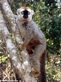 Eulemur  fulvus rufus (red-fronted brown lemur) (Kirindy)