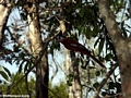 Madagascar Paradise Flycatcher (Kirindy)