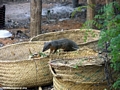 Mungotictis decemlineata mongoose raiding trash heap (Kirindy)